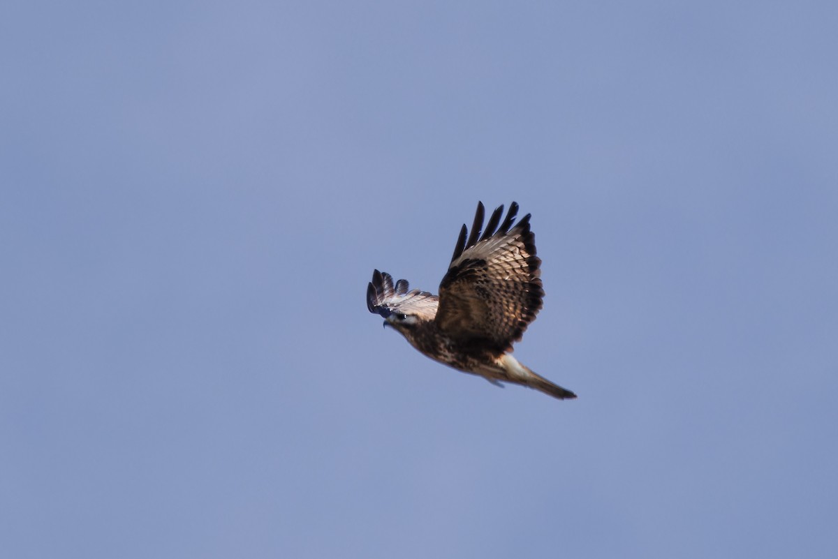 Eastern Buzzard - ML624190418