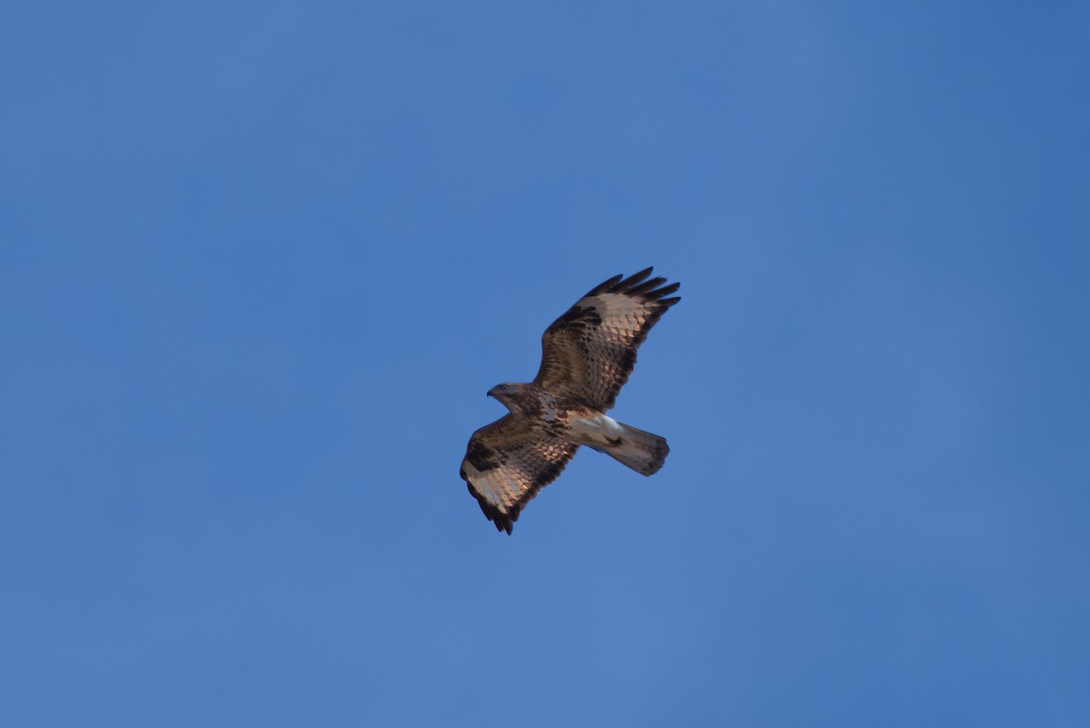 Eastern Buzzard - ML624190420