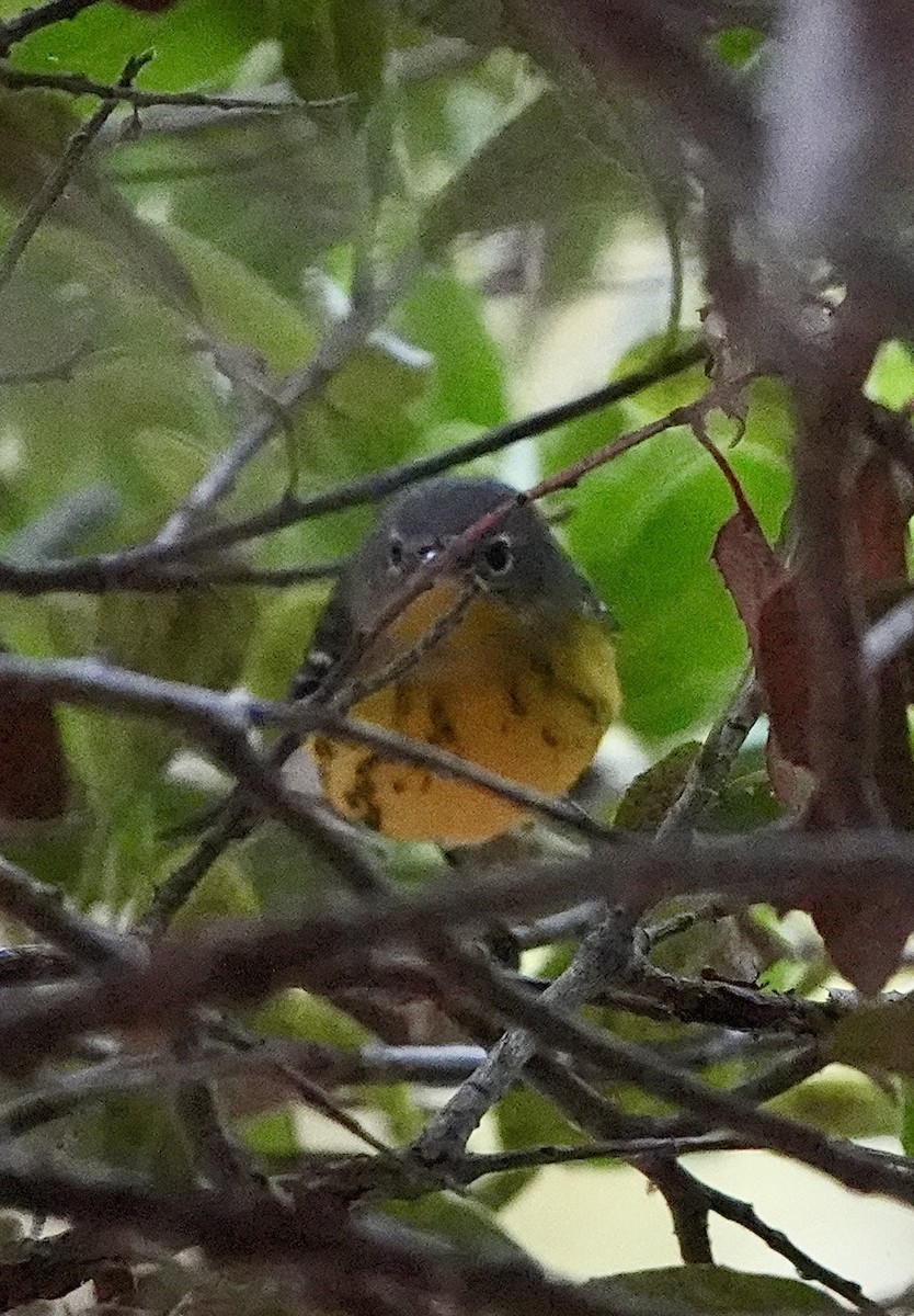 Magnolia Warbler - Pamela Viale