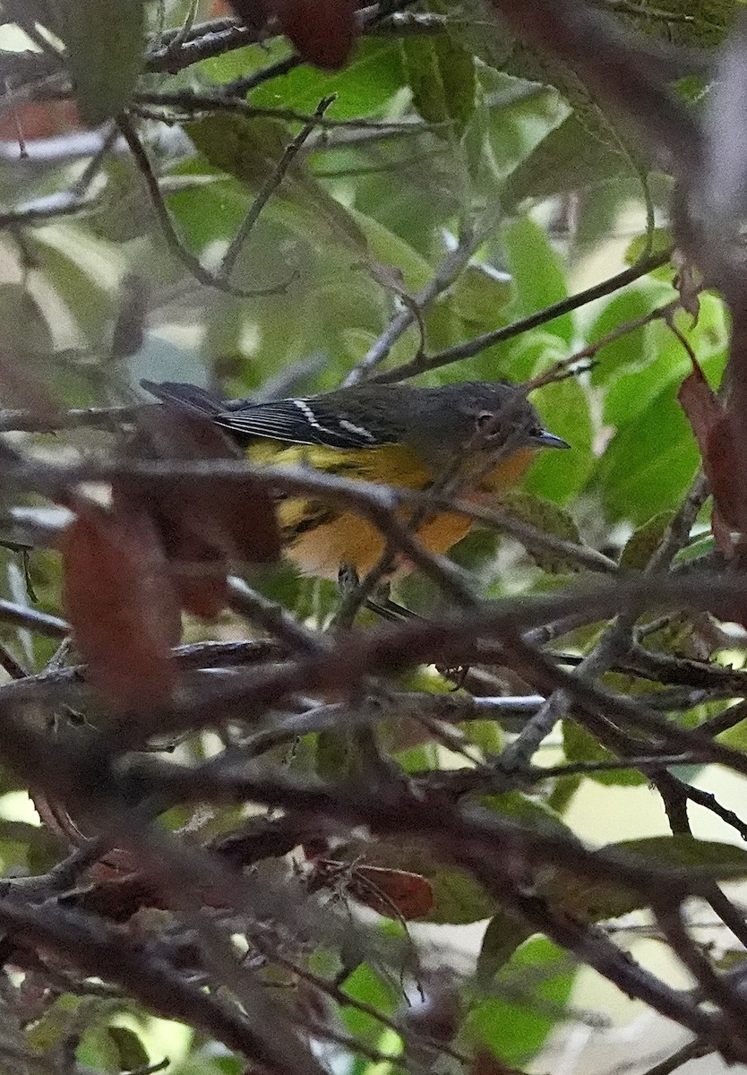 Magnolia Warbler - ML624190428