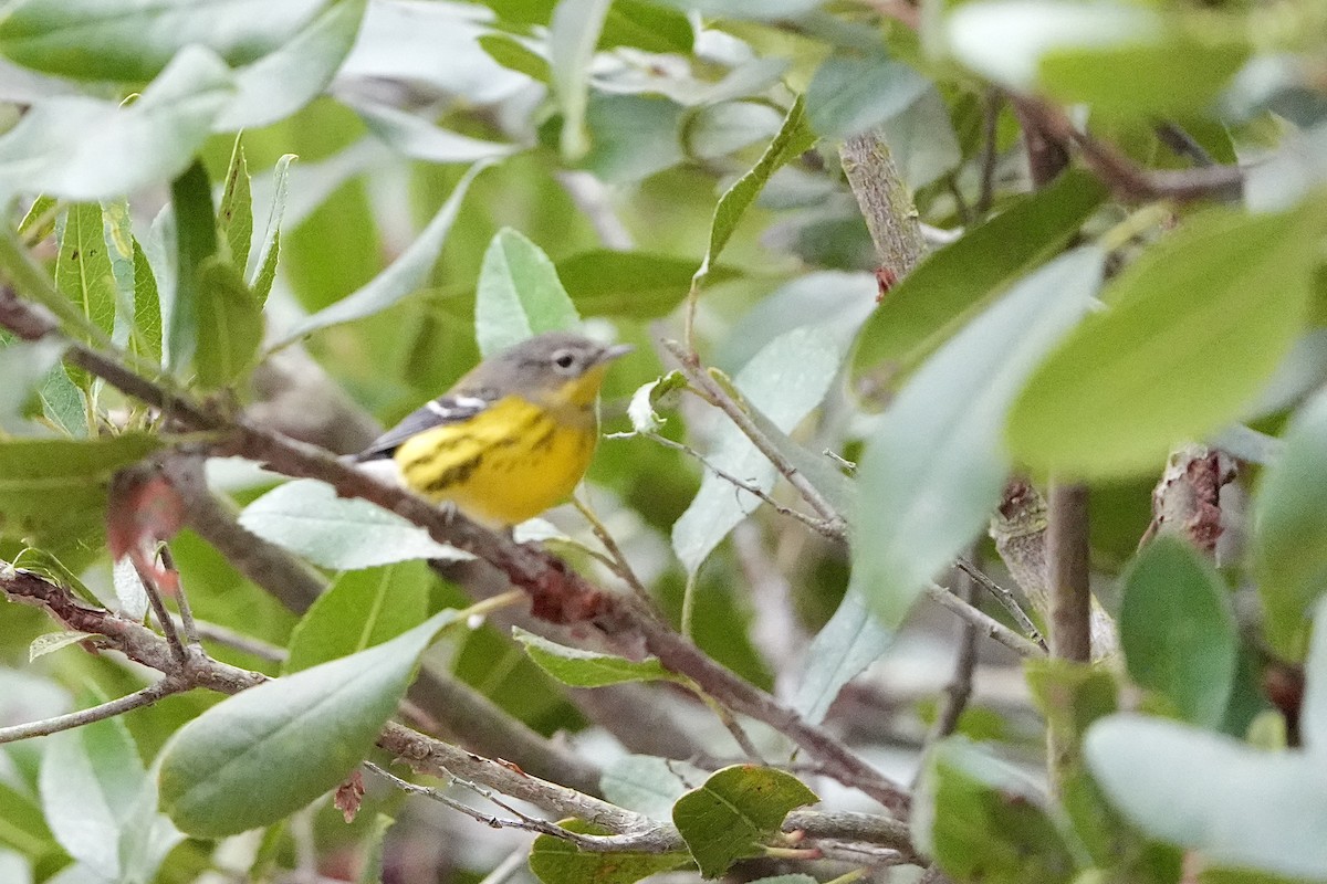 Magnolia Warbler - ML624190429