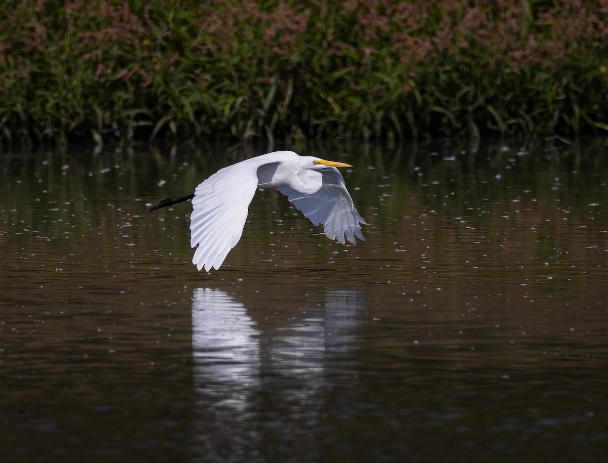 Great Egret - ML624190441