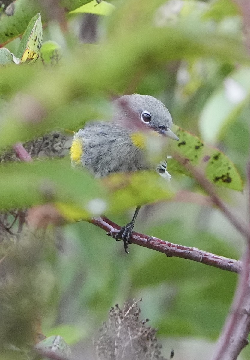 Yellow-rumped Warbler - ML624190442