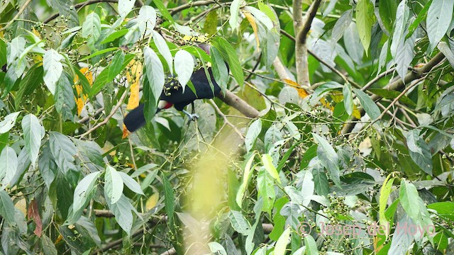 Yellow-throated Toucan - ML624190448