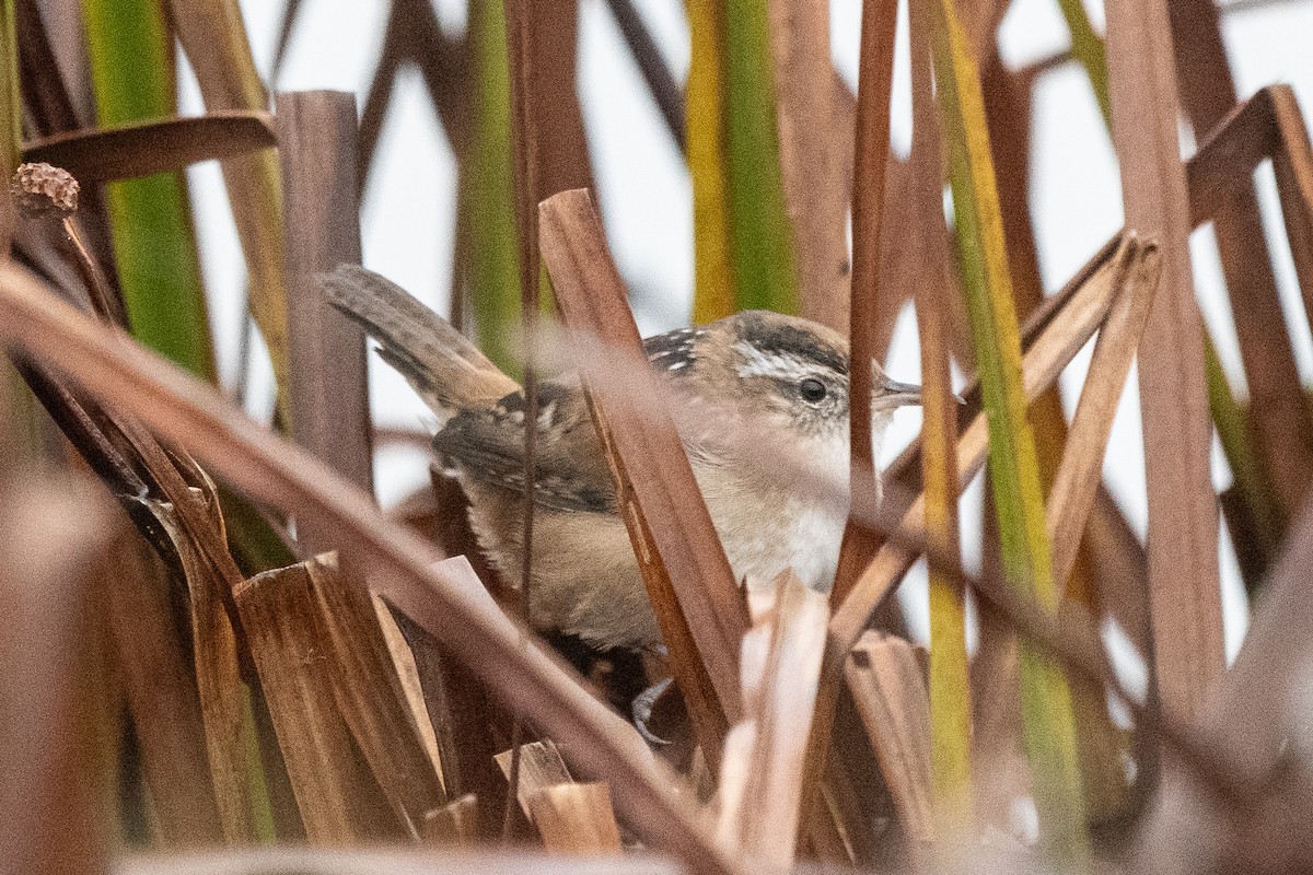 Marsh Wren - ML624190460