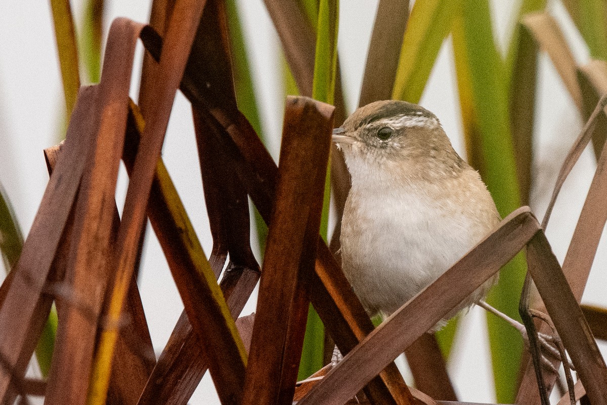 Marsh Wren - ML624190461
