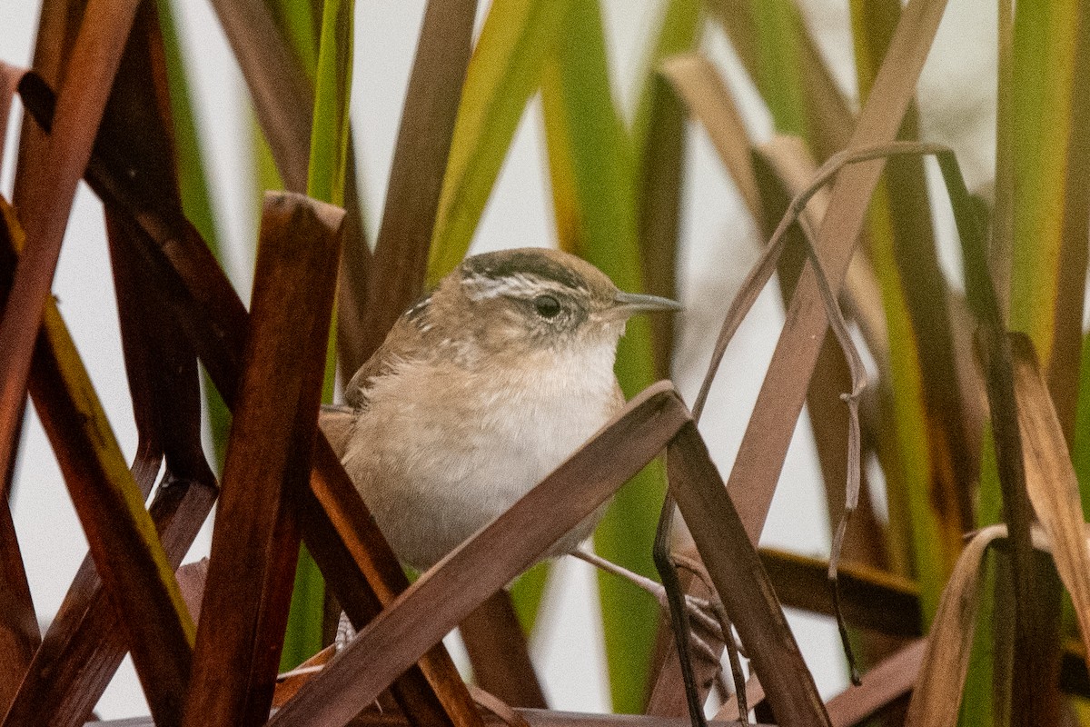 Marsh Wren - ML624190462