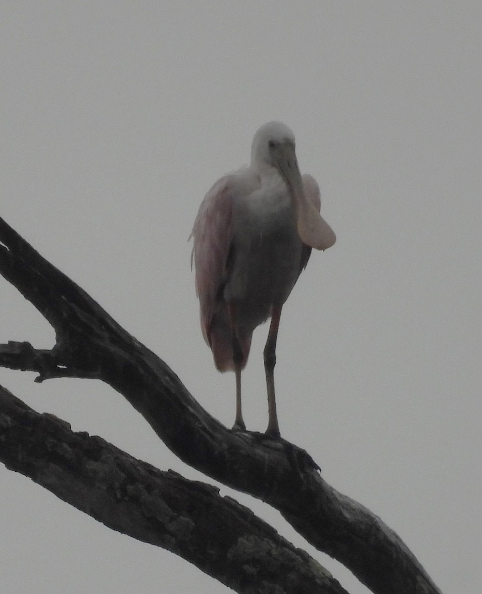 Roseate Spoonbill - ML624190469