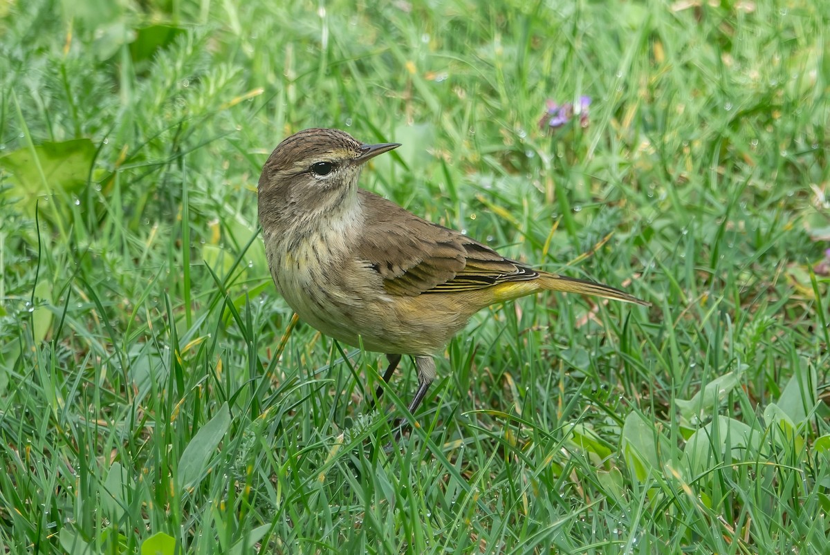 Palm Warbler (Western) - Gale VerHague