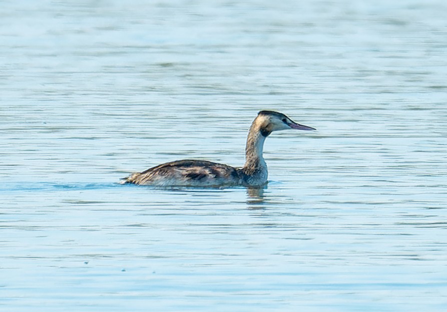 Great Crested Grebe - Alexander Naumov