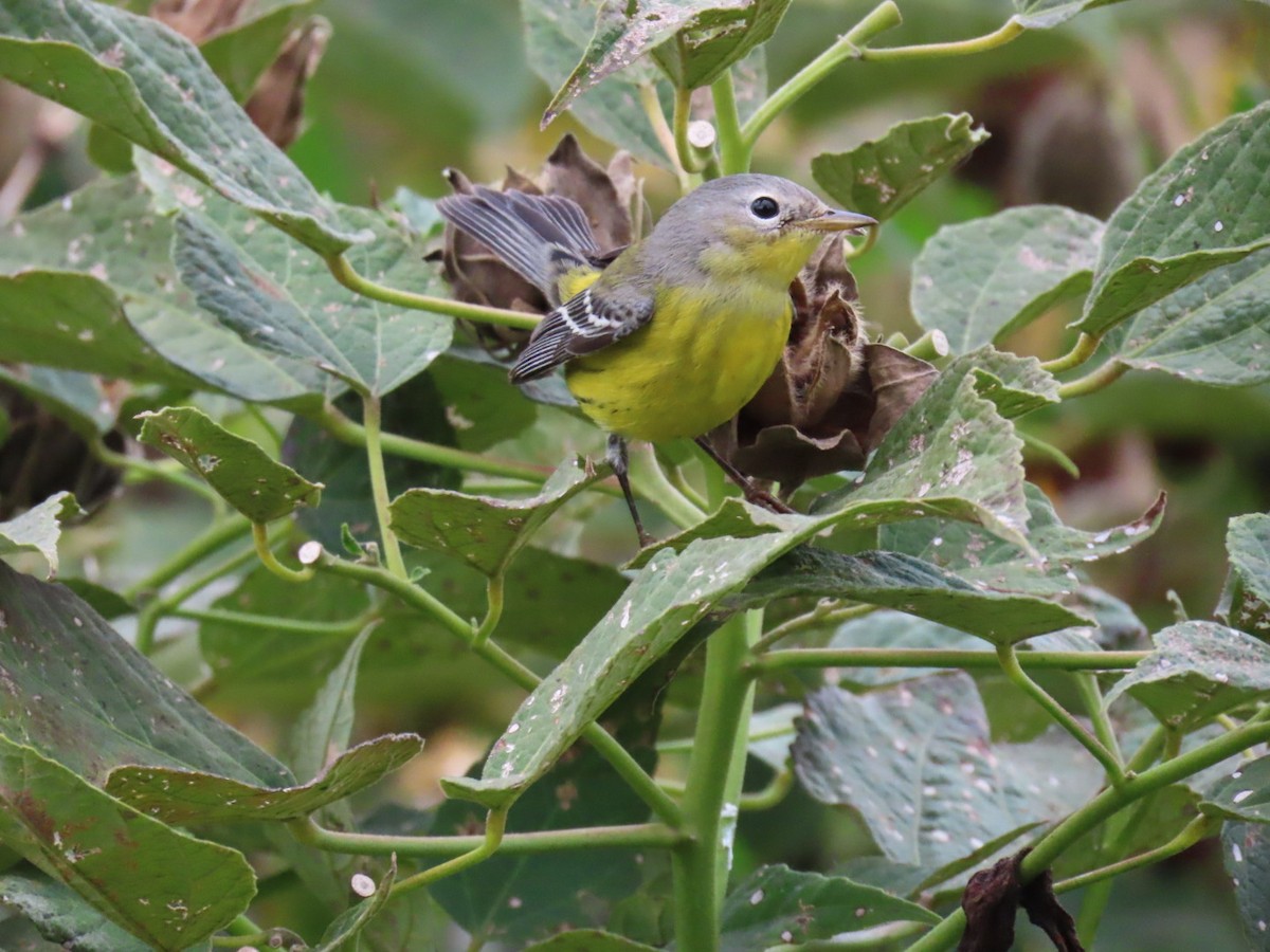 Magnolia Warbler - ML624190511
