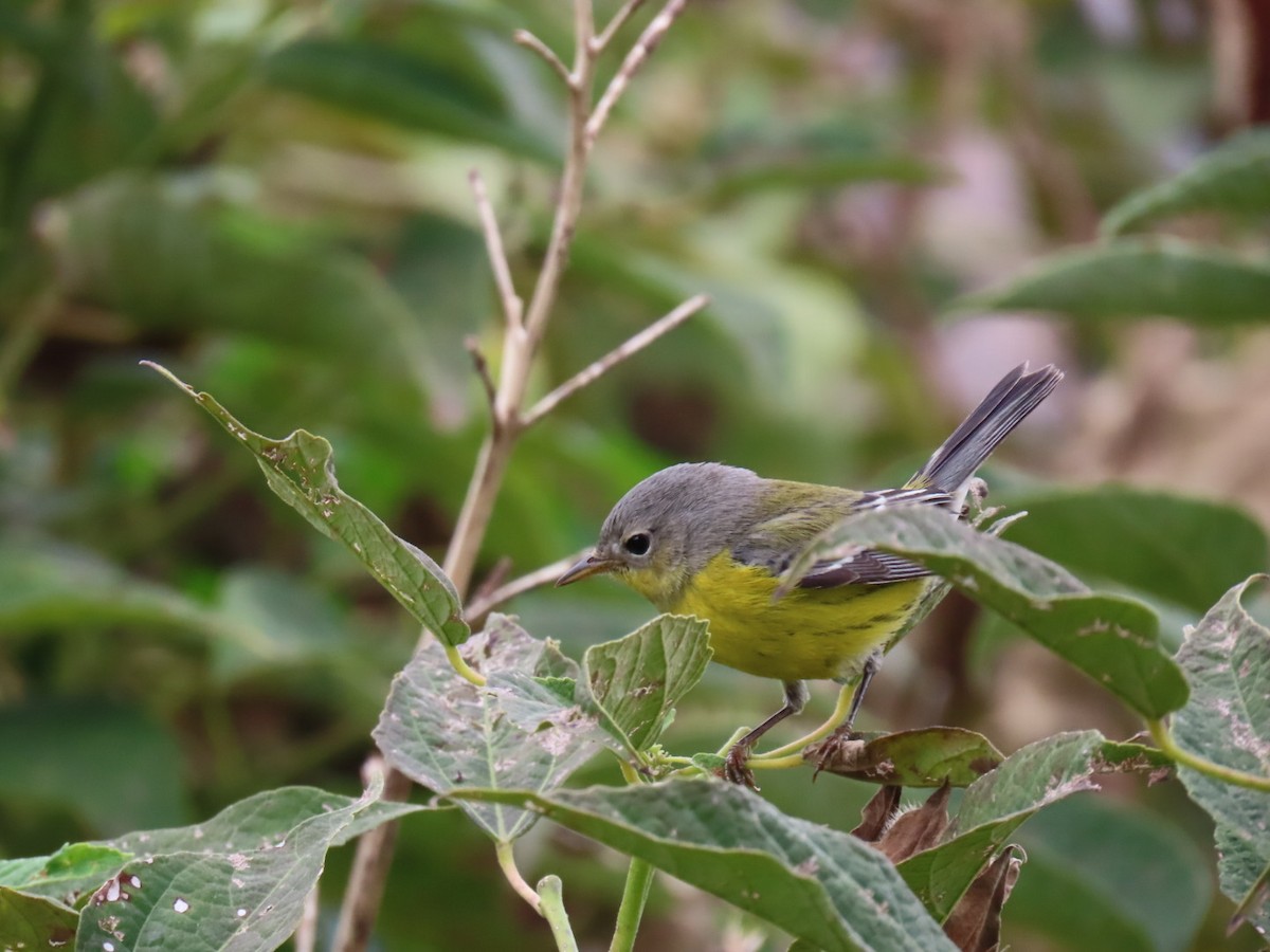 Magnolia Warbler - Mickey Ryan