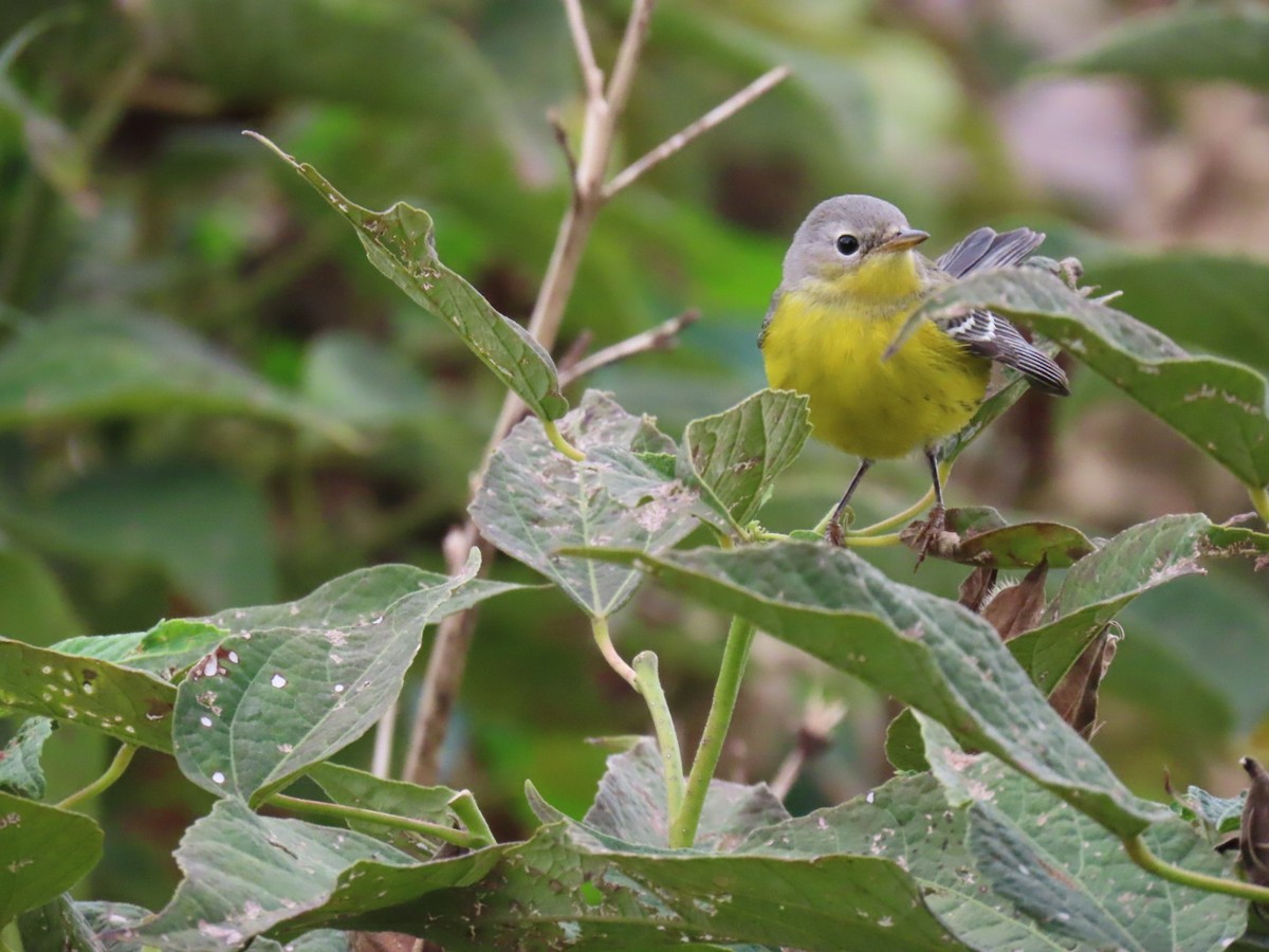 Magnolia Warbler - ML624190514