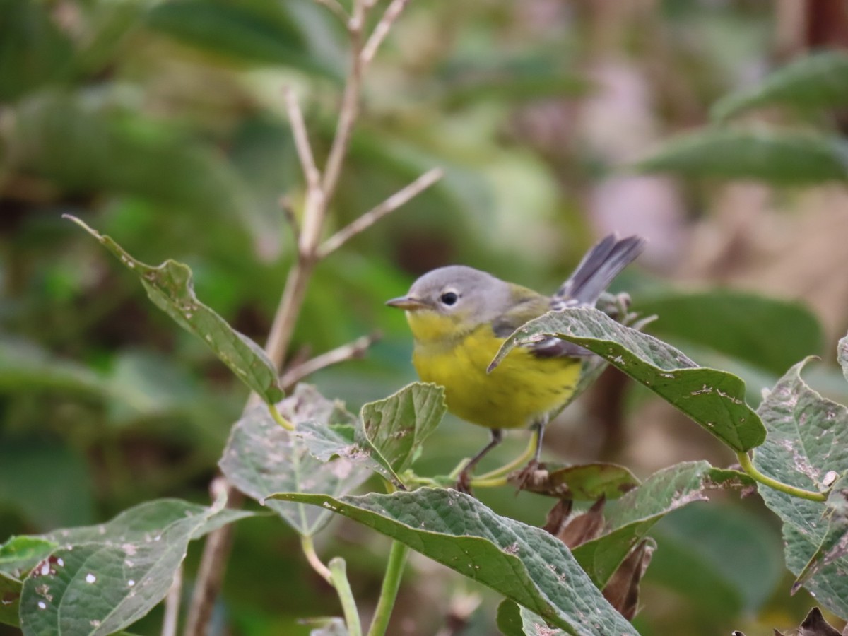 Magnolia Warbler - ML624190515
