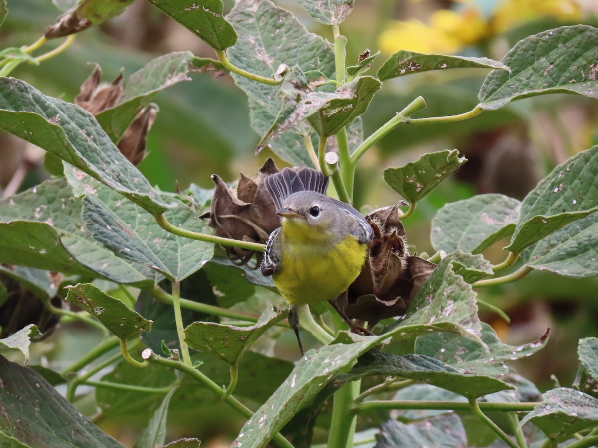 Magnolia Warbler - ML624190516