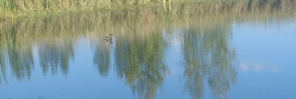 Pied-billed Grebe - ML624190530