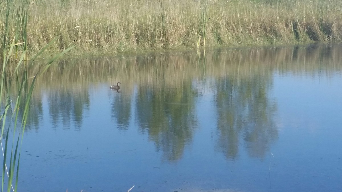 Pied-billed Grebe - ML624190531