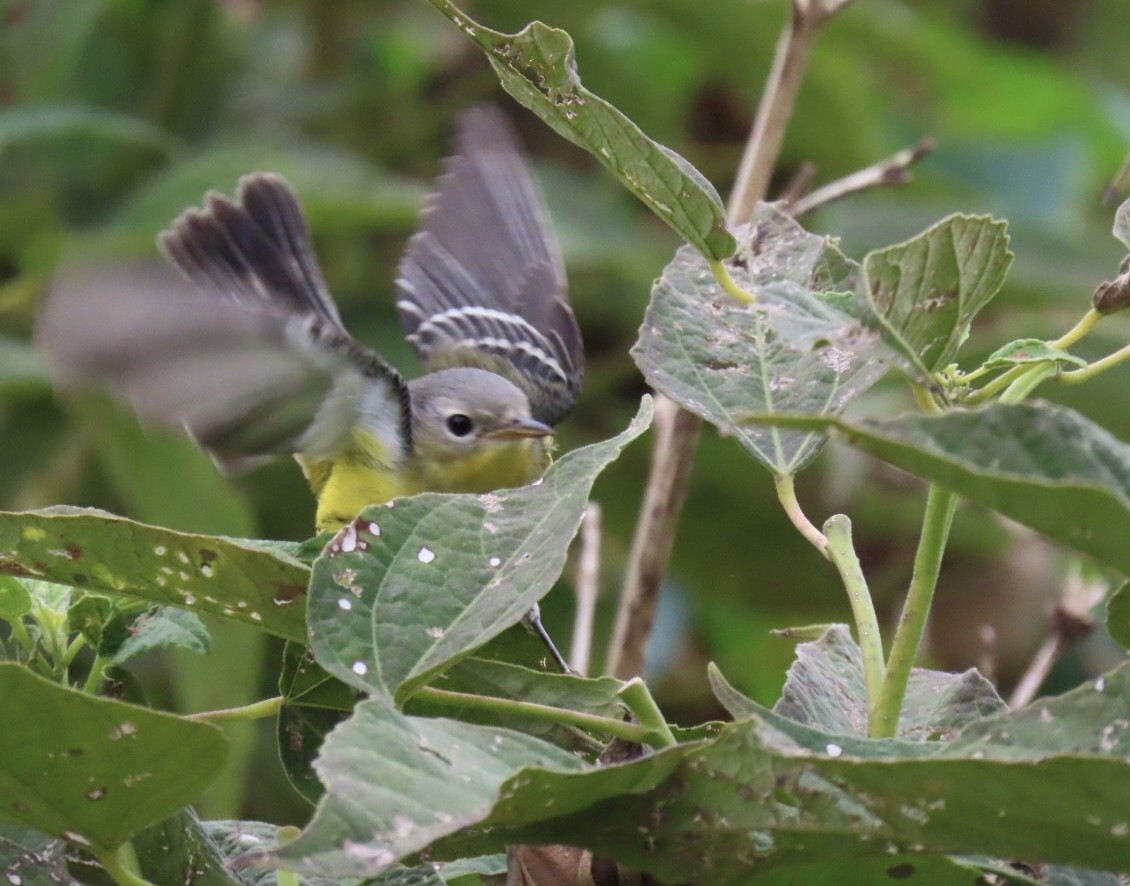 Magnolia Warbler - Mickey Ryan