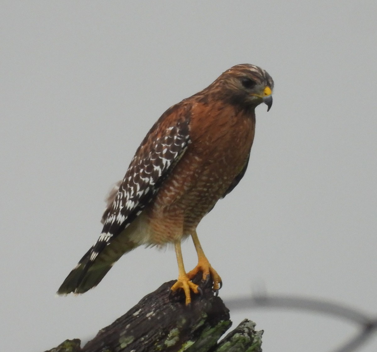 Red-shouldered Hawk - ML624190544