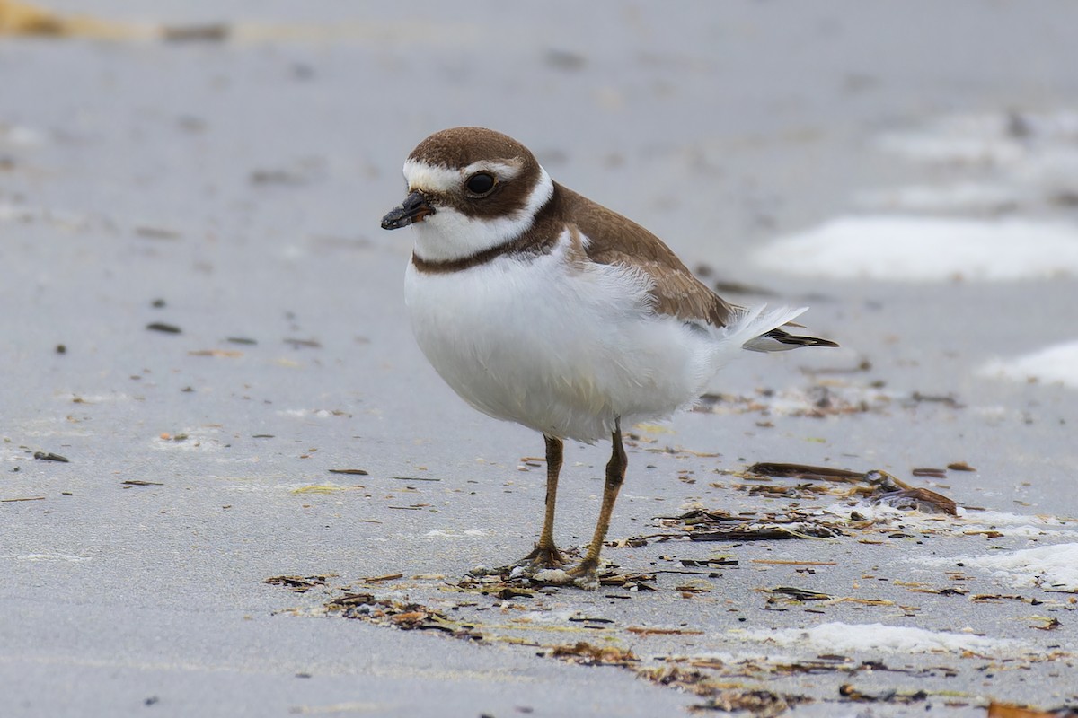 Semipalmated Plover - ML624190545