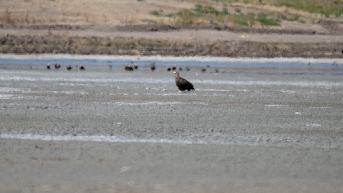 White-tailed Eagle - ML624190551