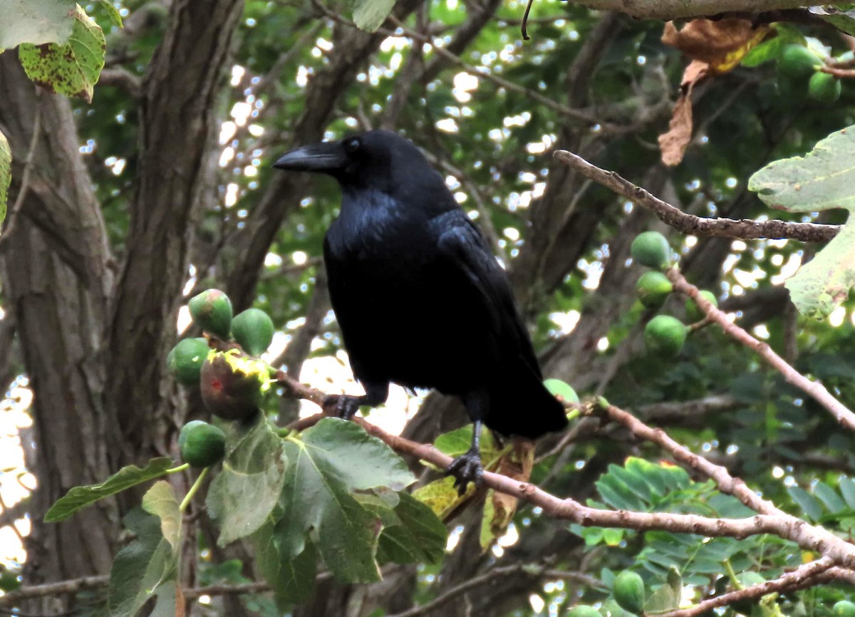 Common Raven - Anne Mytych