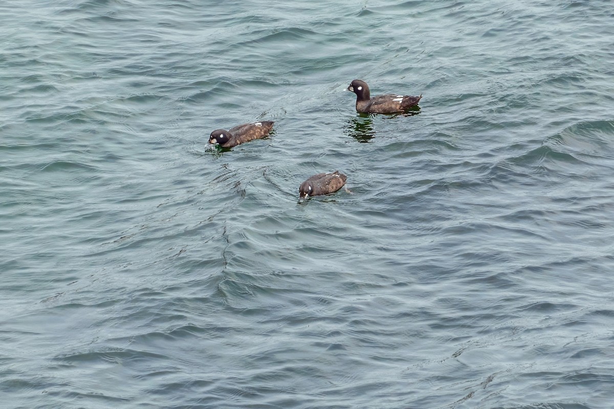 Harlequin Duck - ML624190557