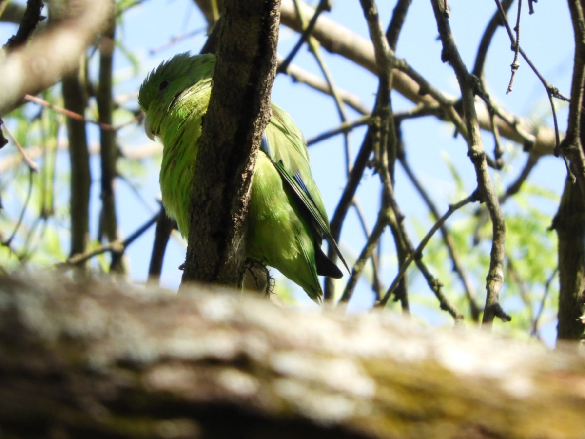 Cobalt-rumped Parrotlet - ML624190559