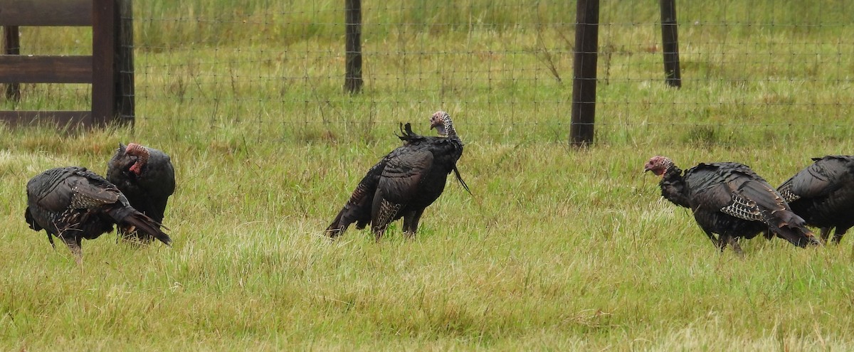 Wild Turkey - ML624190564