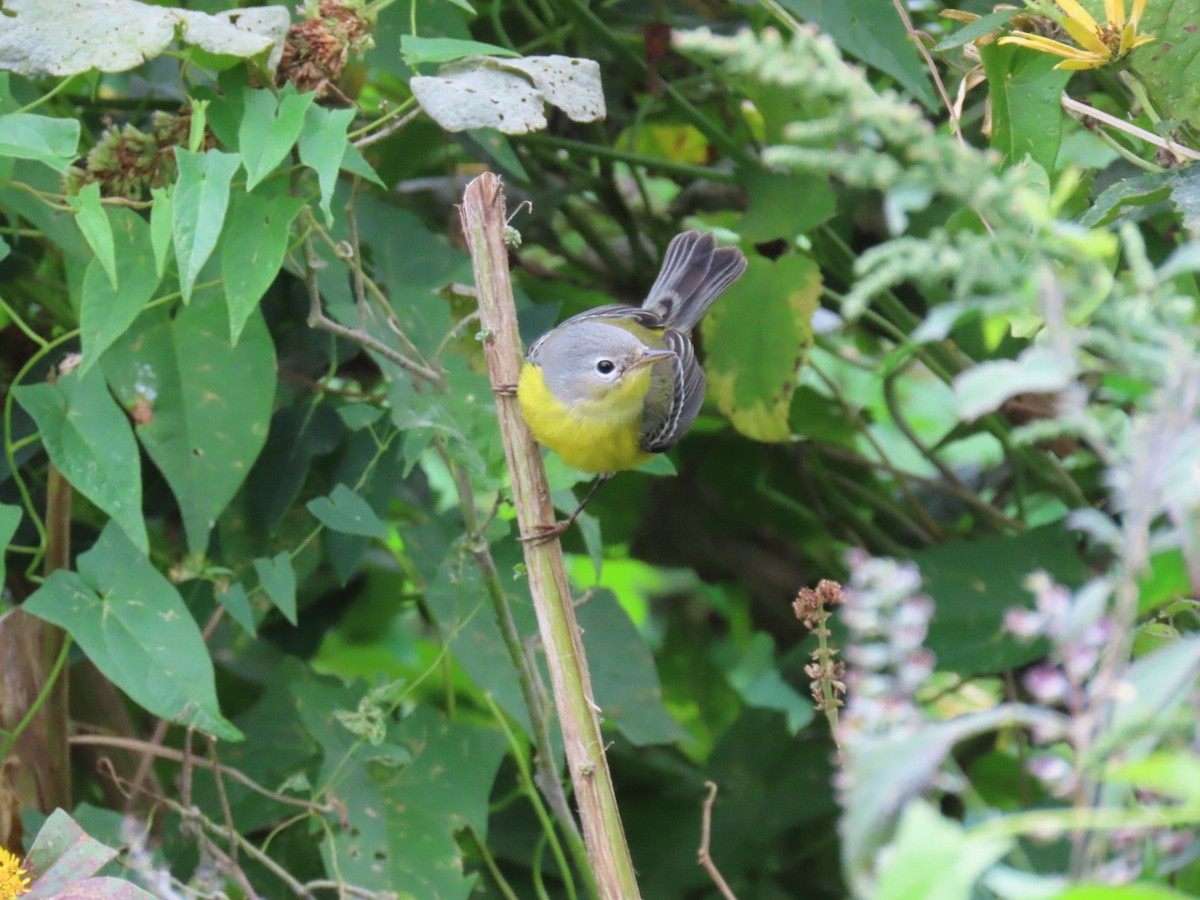 Magnolia Warbler - ML624190569