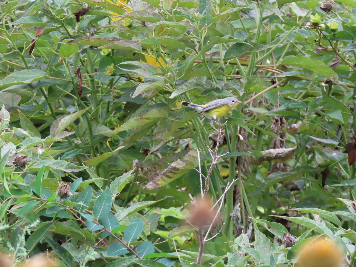Magnolia Warbler - ML624190586