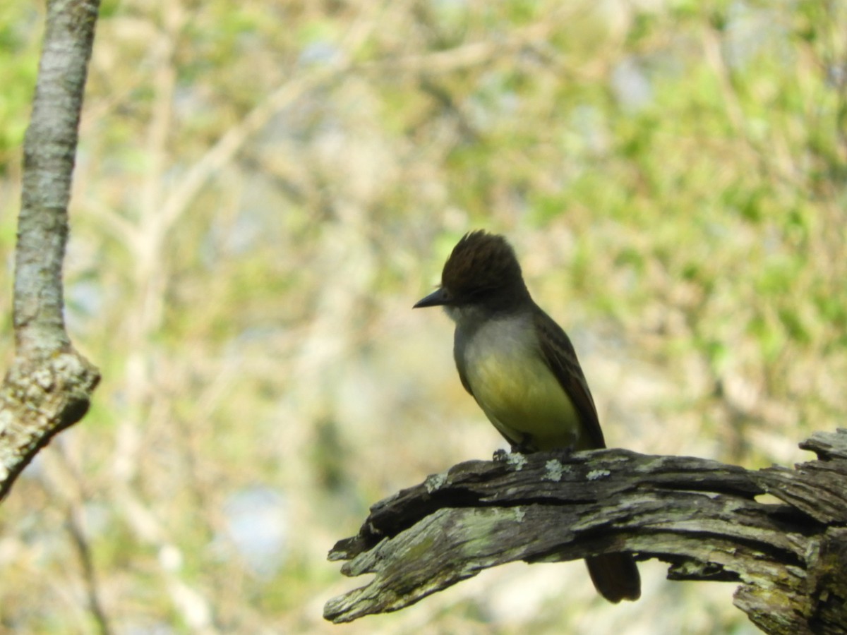 Brown-crested Flycatcher - ML624190601