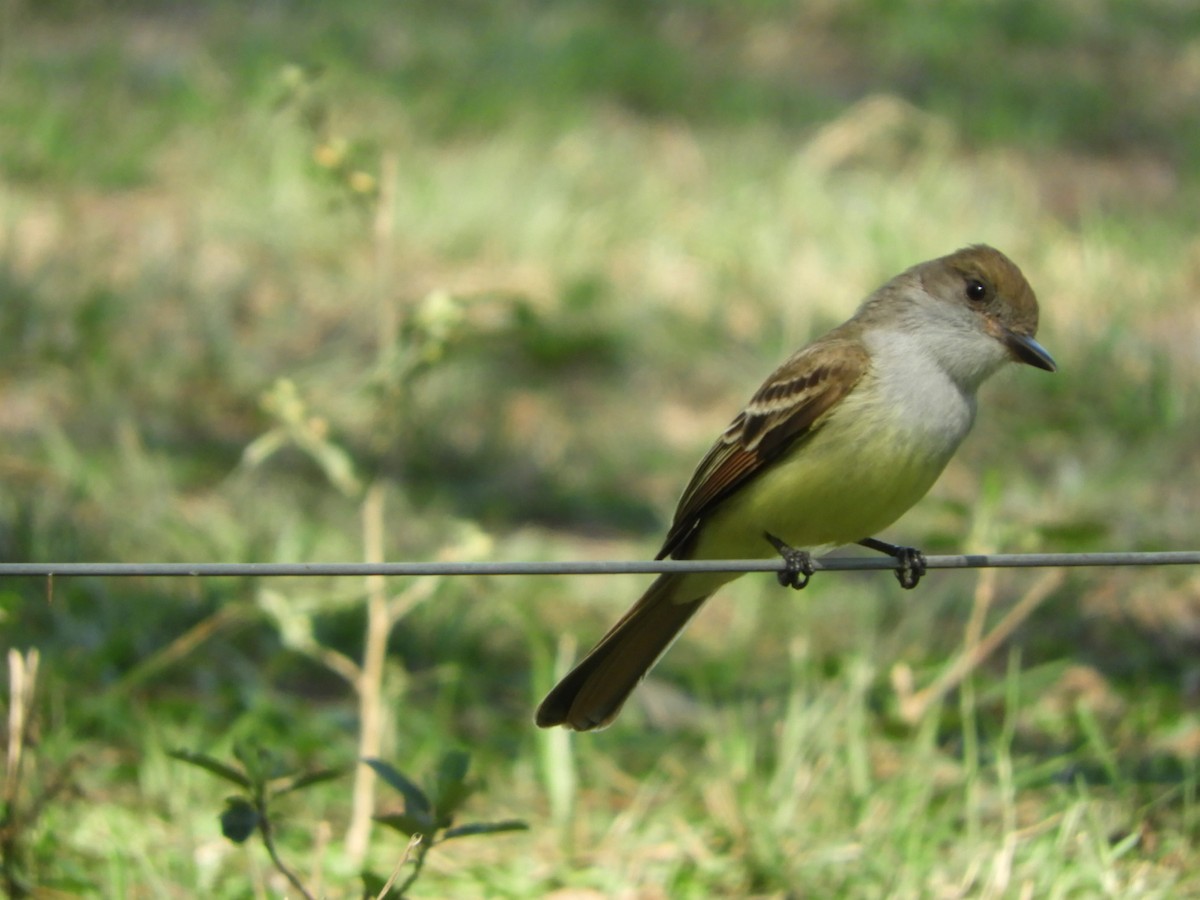 Brown-crested Flycatcher - ML624190603