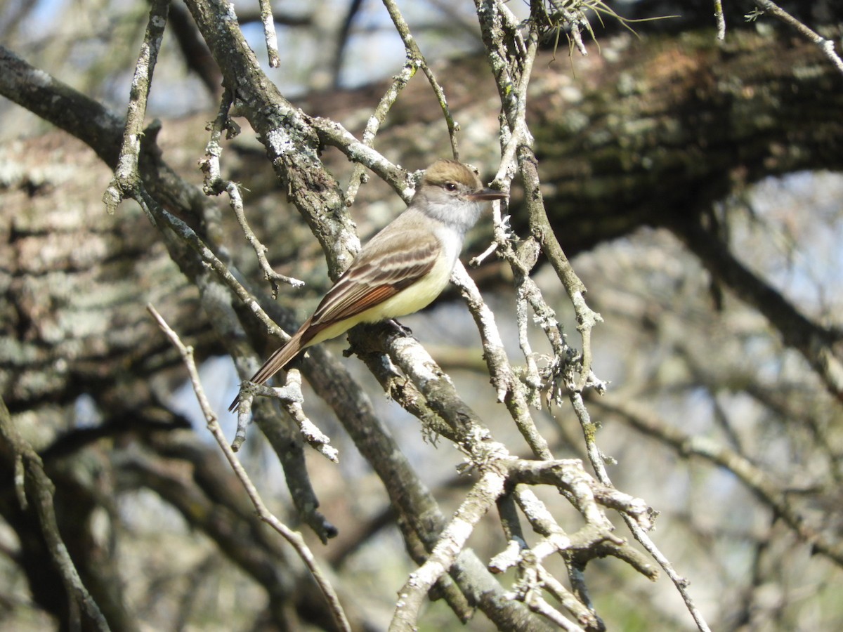 Brown-crested Flycatcher - ML624190604