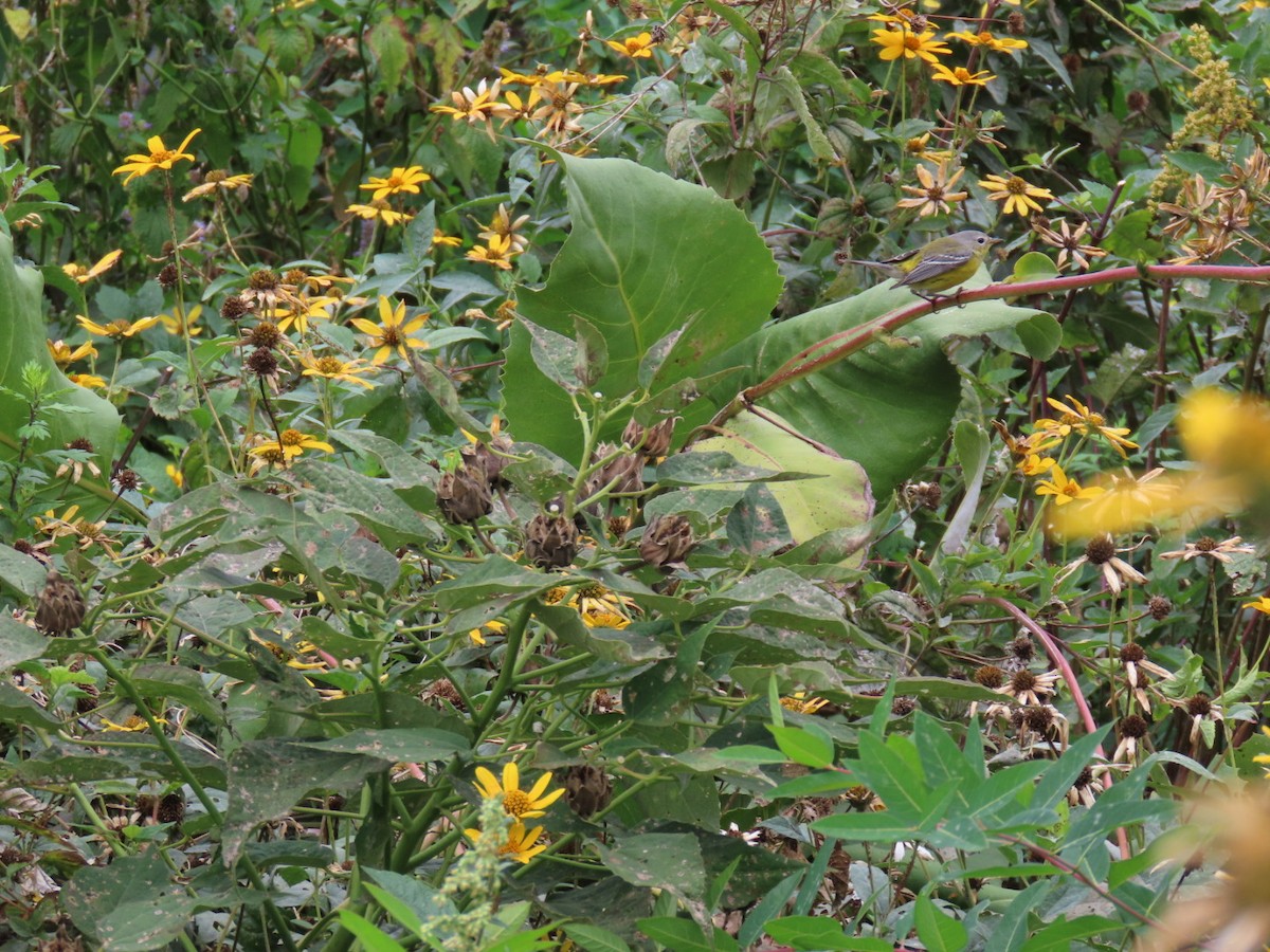 Magnolia Warbler - ML624190610