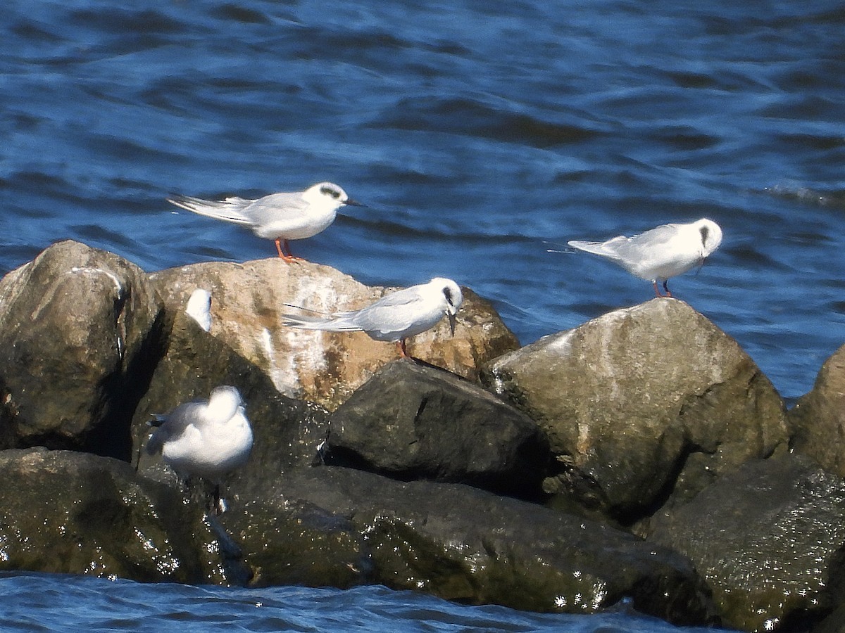 Forster's Tern - ML624190613