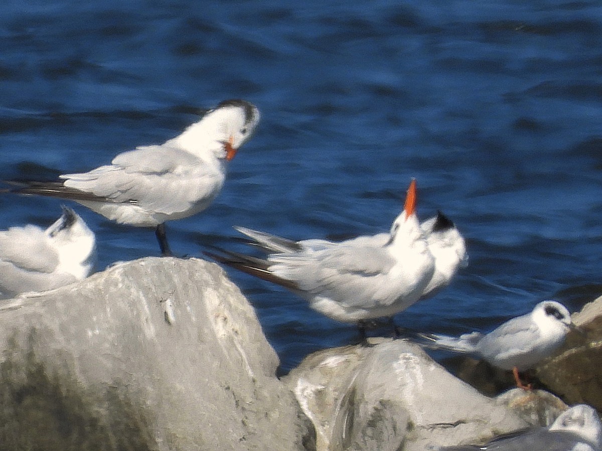 Royal Tern - ML624190619