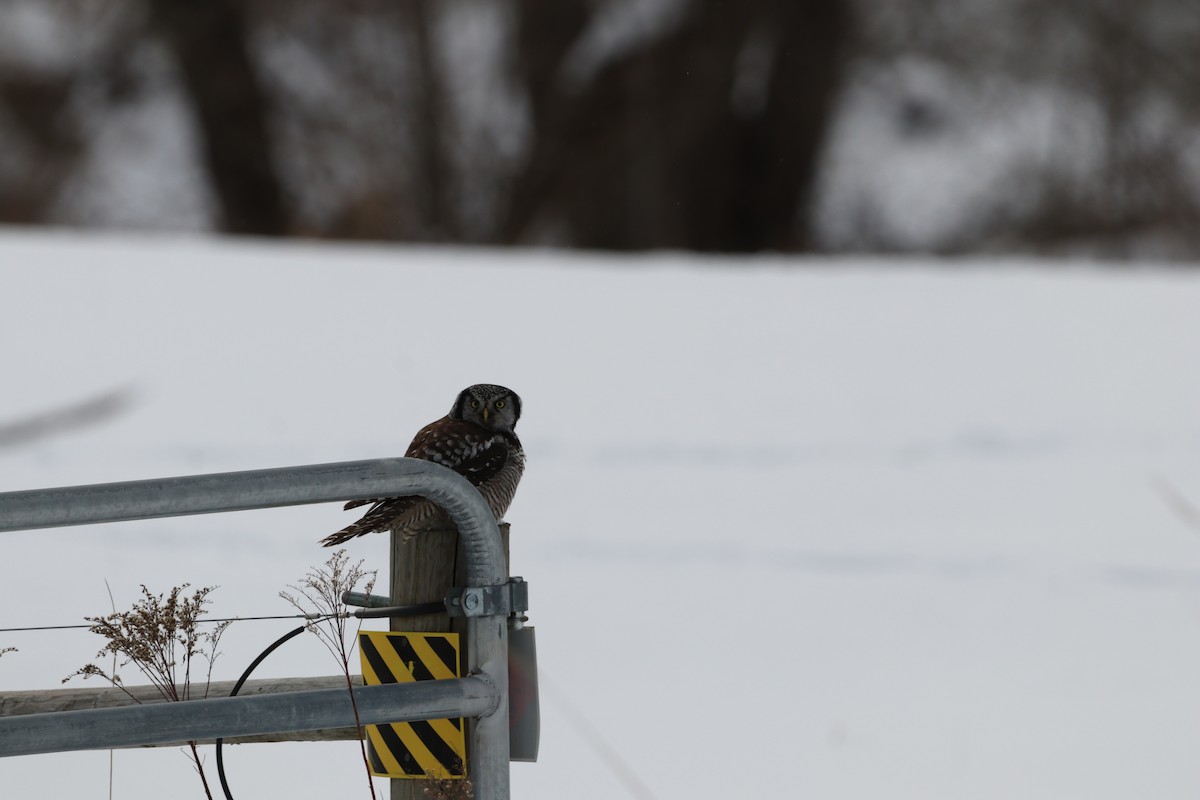 Northern Hawk Owl - Nick Schleissmann