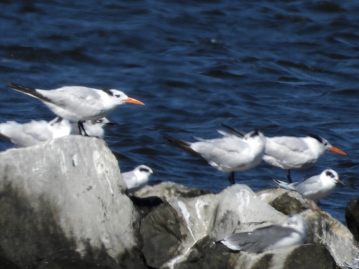 Royal Tern - ML624190626