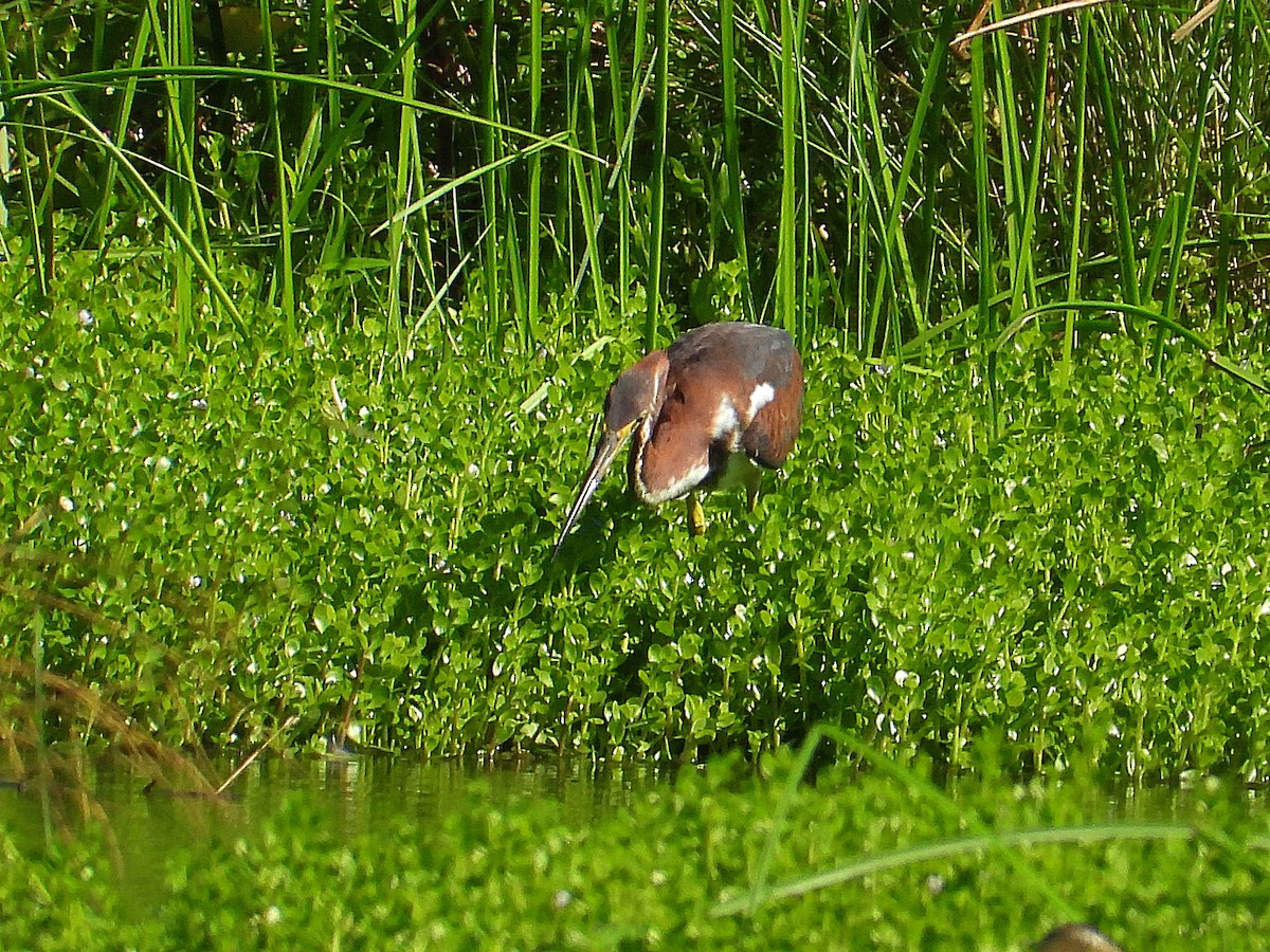 Tricolored Heron - ML624190629