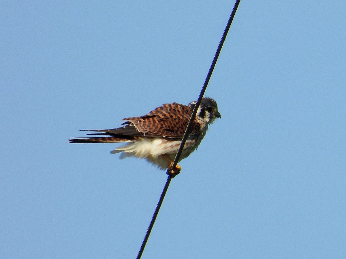 American Kestrel - ML624190635