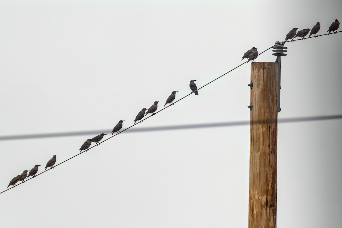 European Starling - Cheryl Taylor