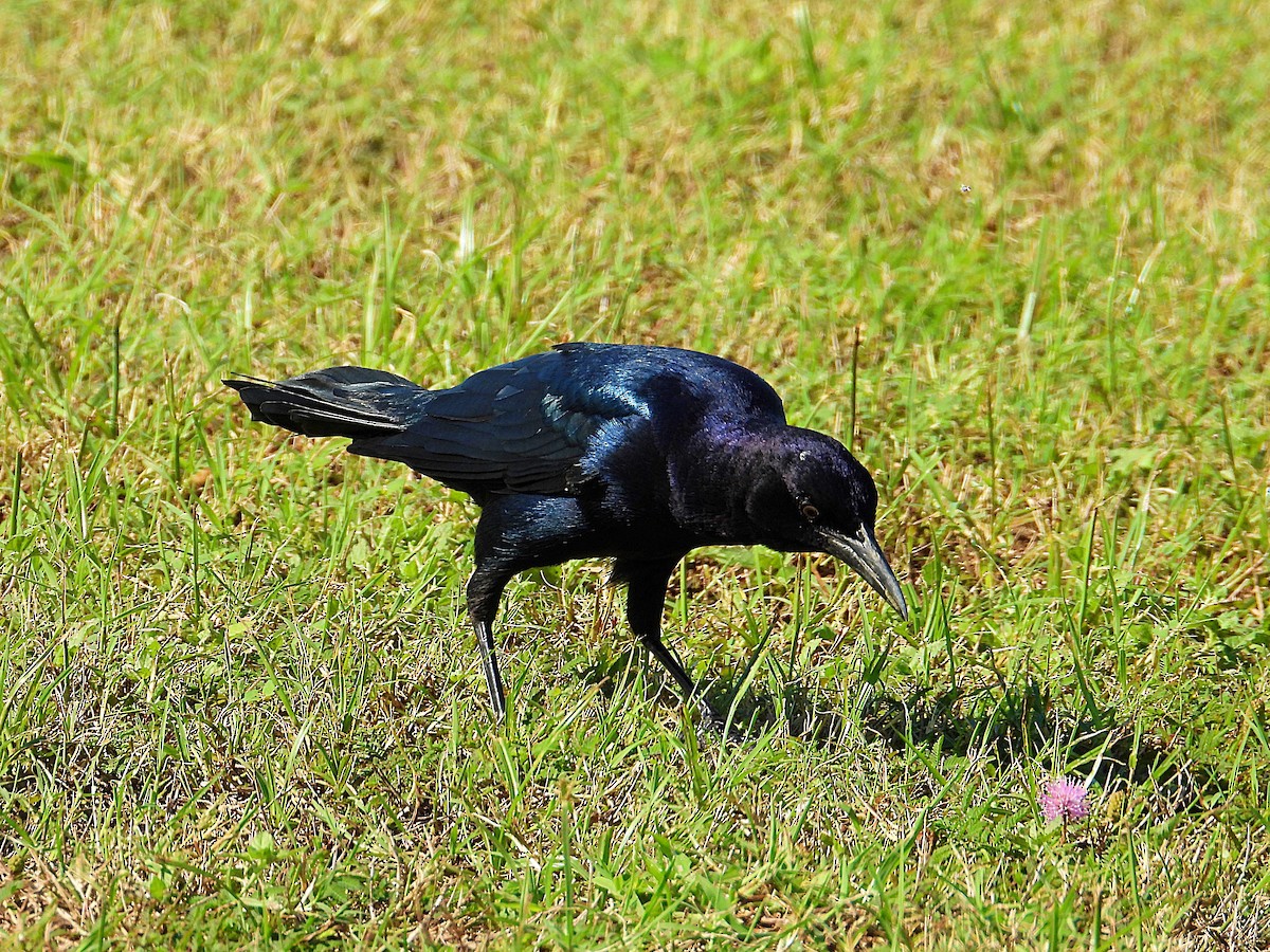 Boat-tailed Grackle - ML624190647