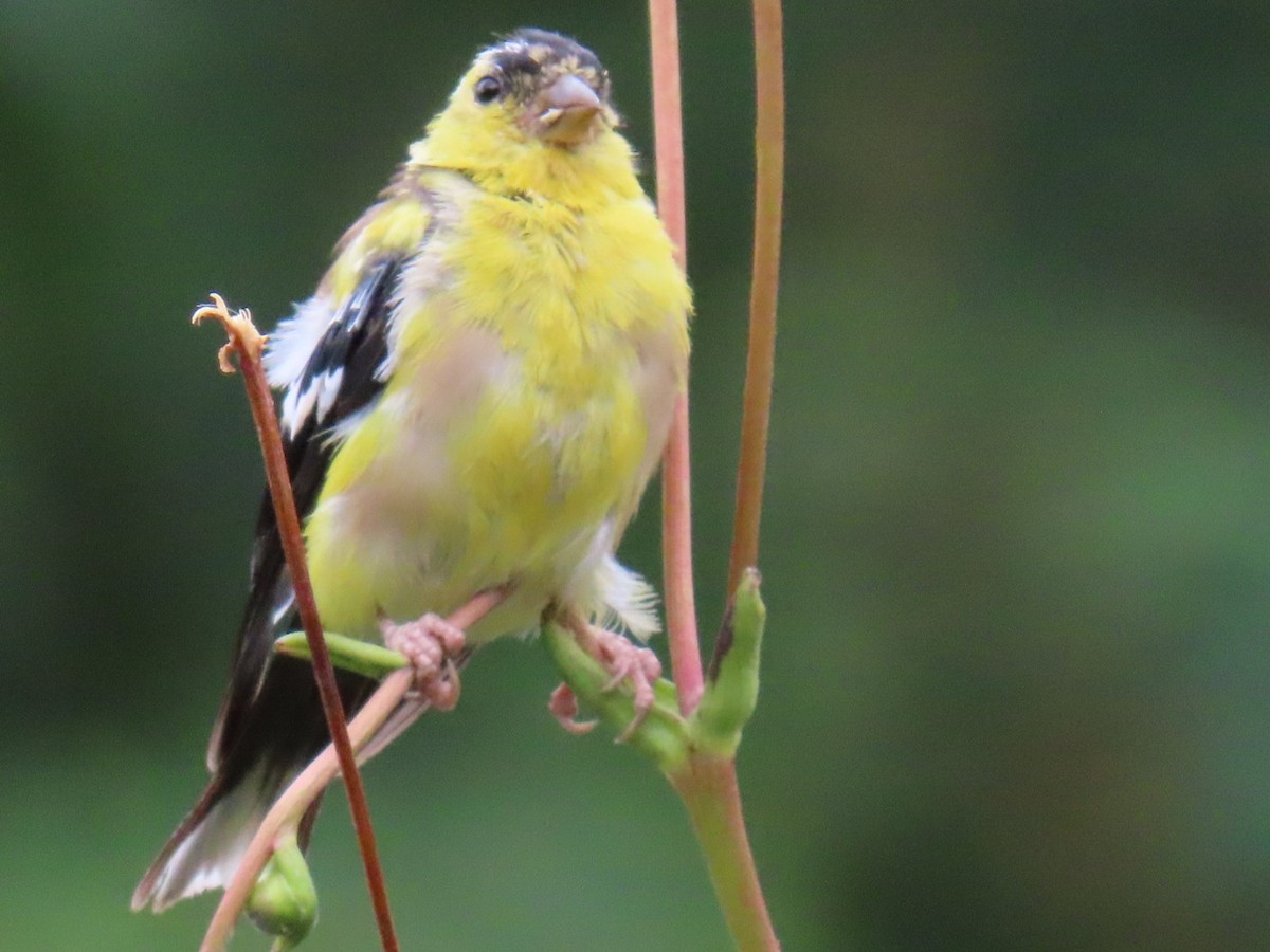 Chardonneret jaune - ML624190651