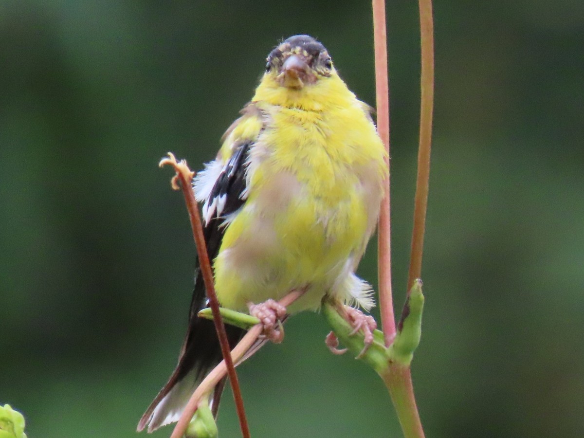 American Goldfinch - ML624190652