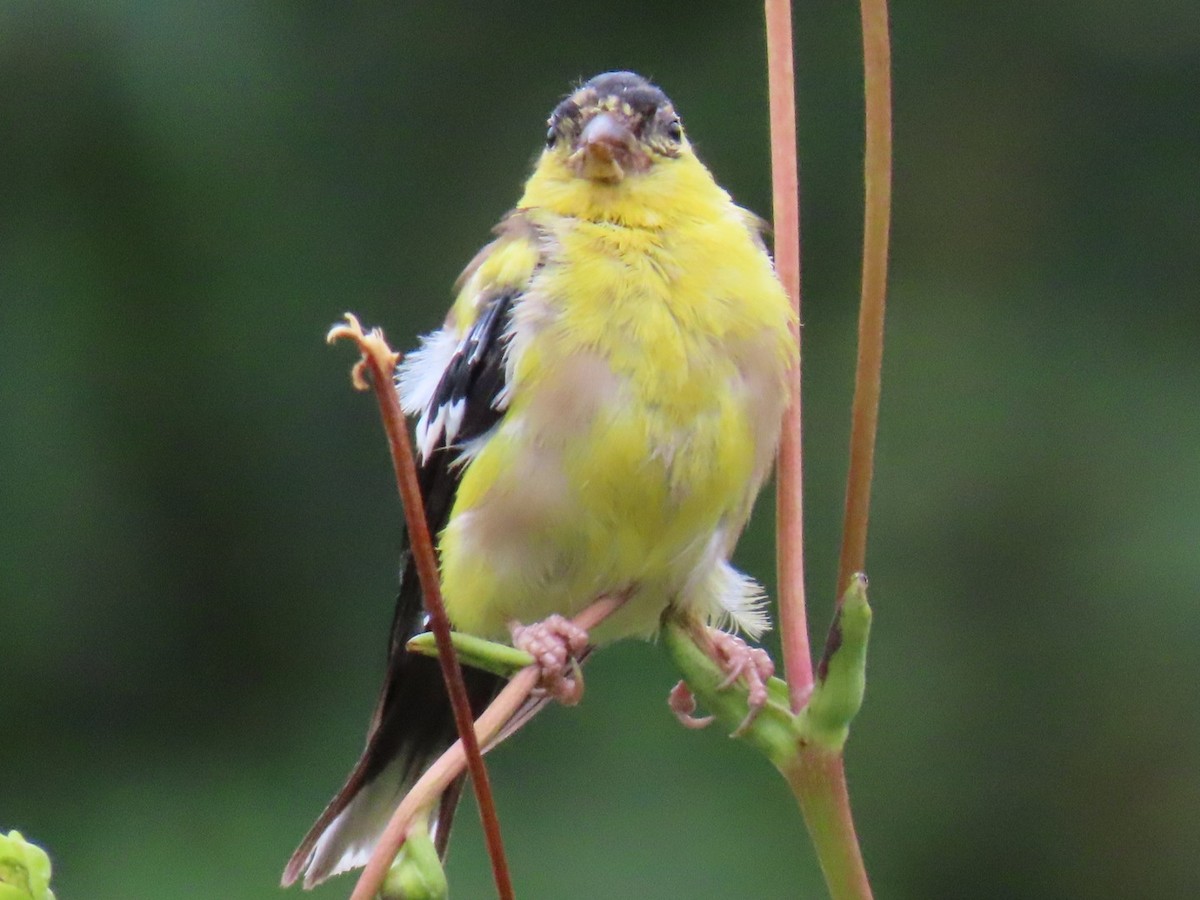 Chardonneret jaune - ML624190652