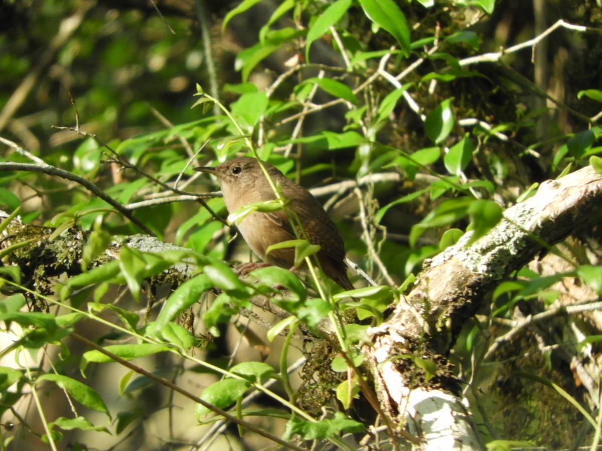 House Wren - ML624190653