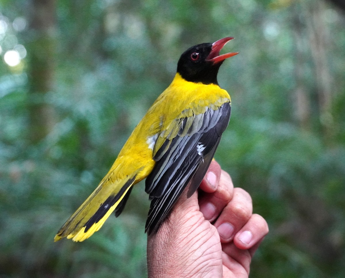 Western Black-headed Oriole - ML624190662