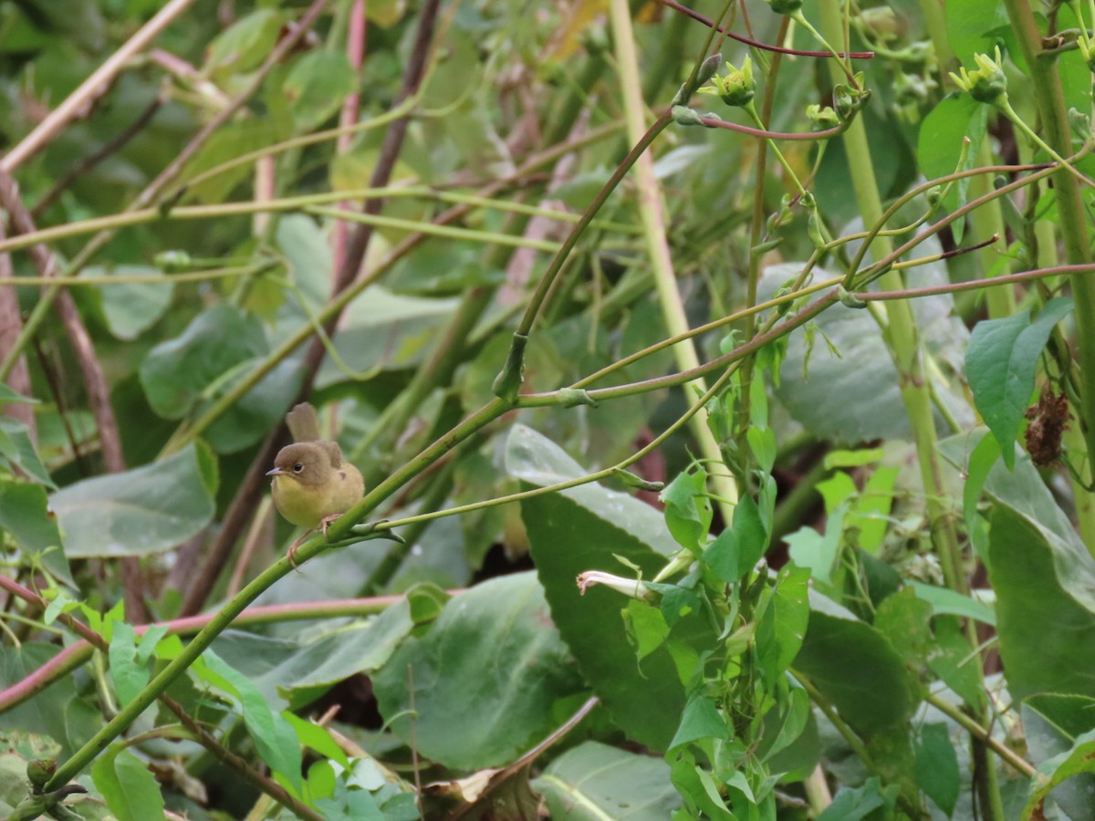 Common Yellowthroat - ML624190666