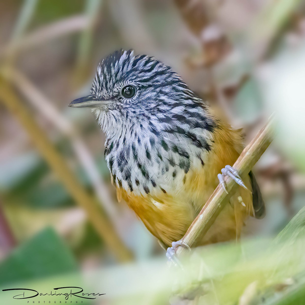 East Andean Antbird - ML624190676